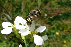 Anthidium septemspinosum