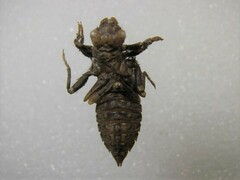 Ophiogomphus mainensis