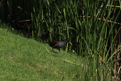 Poeciliidae