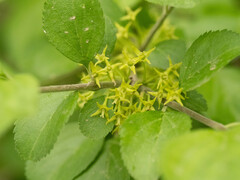 Rhamnus globosa