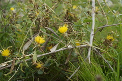 Centaurea hyalolepis
