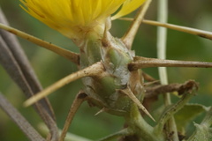 Centaurea hyalolepis