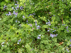 Vicia bungei