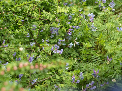 Vicia bungei