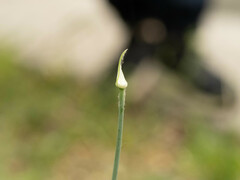 Allium macrostemon