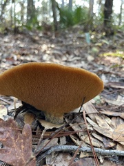 Suillus salmonicolor