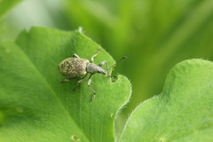 Entiminae