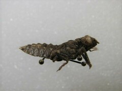 Ophiogomphus mainensis