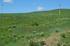 Paeonia lactiflora
