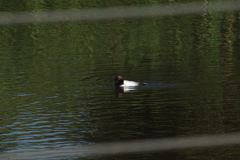 Podilymbus podiceps