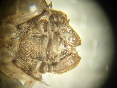 Ophiogomphus mainensis