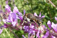 Anthidium septemspinosum