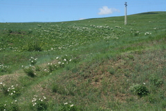 Paeonia lactiflora