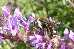 Anthidium septemspinosum