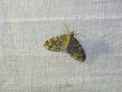 Acasis viretata