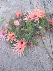 Cleretum bellidiforme