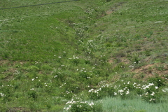 Paeonia lactiflora