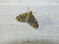 Acasis viretata