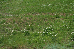 Paeonia lactiflora