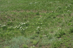 Paeonia lactiflora