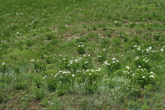 Paeonia lactiflora