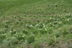 Paeonia lactiflora