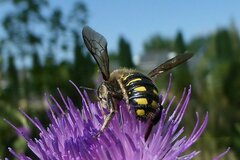 Anthidium septemspinosum