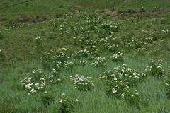 Paeonia lactiflora