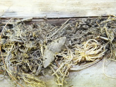 Eupithecia conterminata