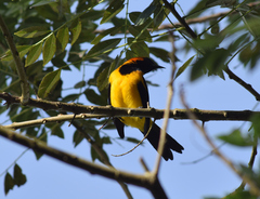 Icterus auricapillus