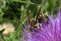 Anthidium septemspinosum