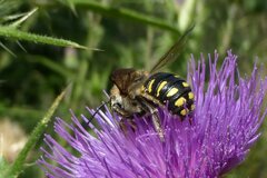Anthidium septemspinosum