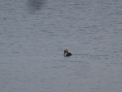 Somateria mollissima