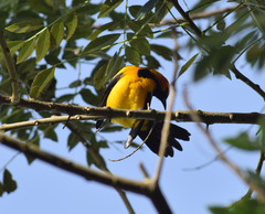 Icterus auricapillus