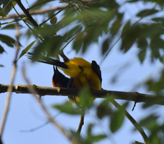 Icterus auricapillus