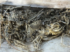 Eupithecia conterminata