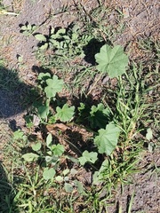 Malva parviflora