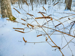 Agastache nepetoides