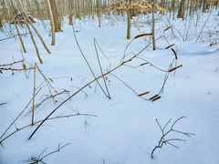 Agastache nepetoides