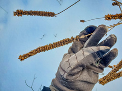 Agastache nepetoides
