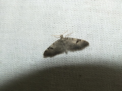 Eupithecia conterminata
