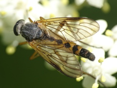 Rhagio vitripennis