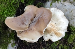 Hohenbuehelia geogenia