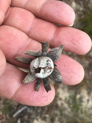 Astraeus hygrometricus