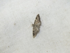 Eupithecia conterminata