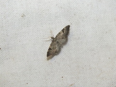 Eupithecia conterminata
