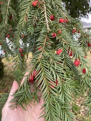 Taxus baccata