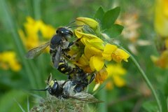 Anthidium septemspinosum