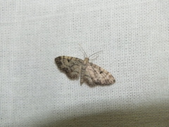 Eupithecia abietaria