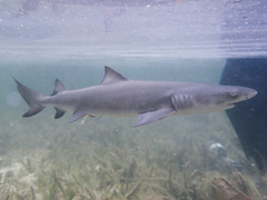 Negaprion brevirostris